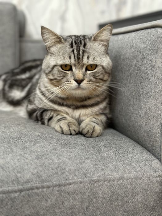 Британская порода