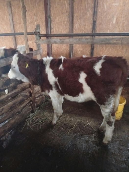 Se   vând doua vitele de rasa montebiliardè francez  una are 3 luni și una are 3 luni jumate