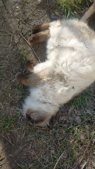 Отдам котика в добрые руки