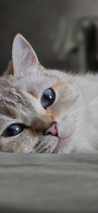 Котята британские