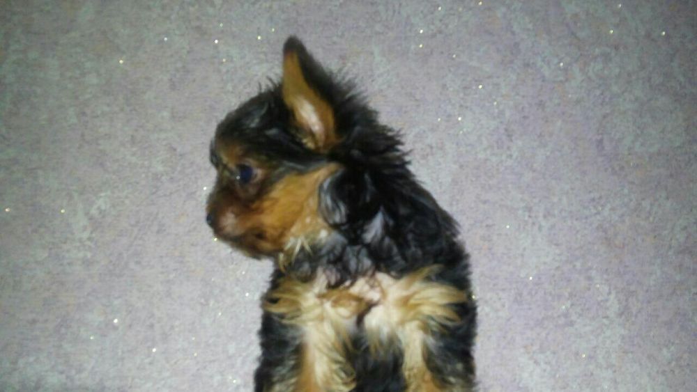 Продам щенков Йорка Каспий рассрочка