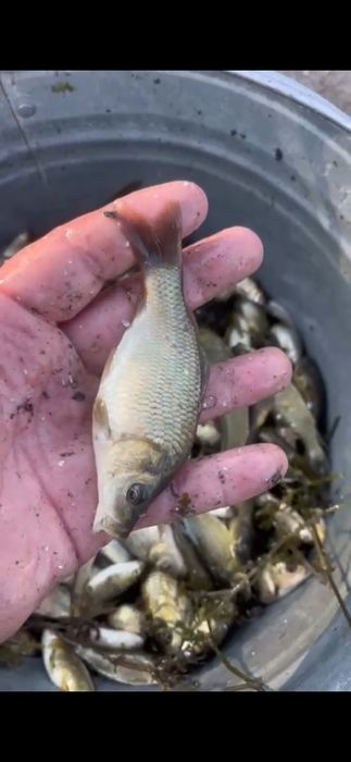 Мальки  карп, сазан, амур, толстолоб