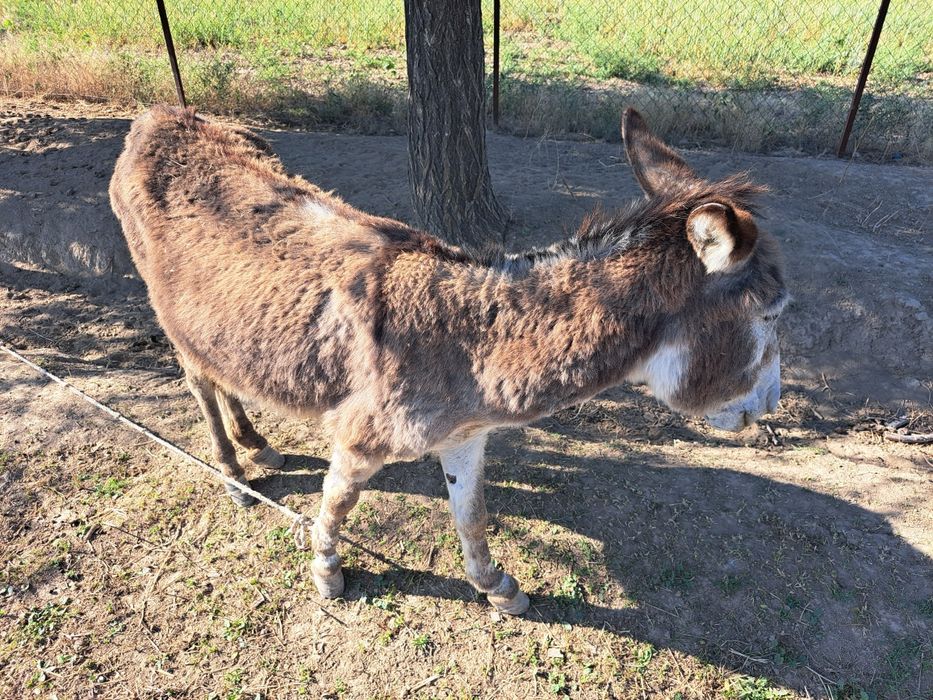 Айғыр сатылады алам деушілер