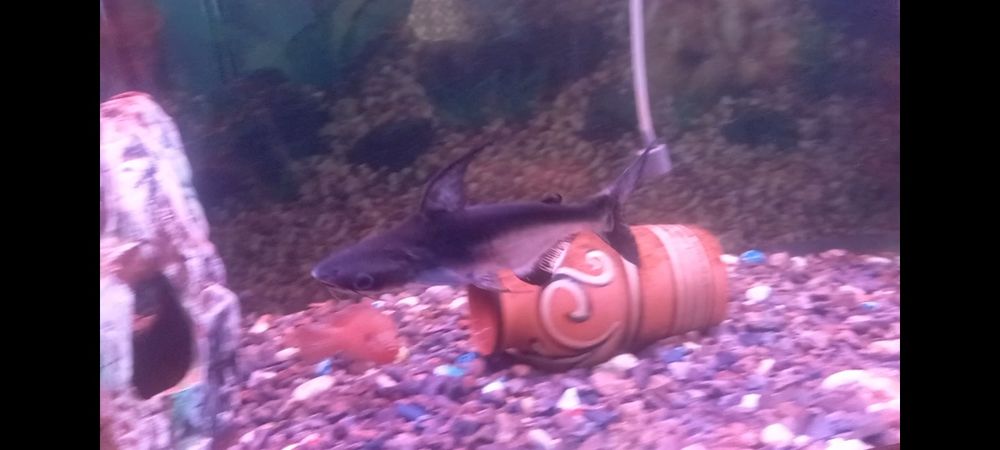 Акула сотилади..