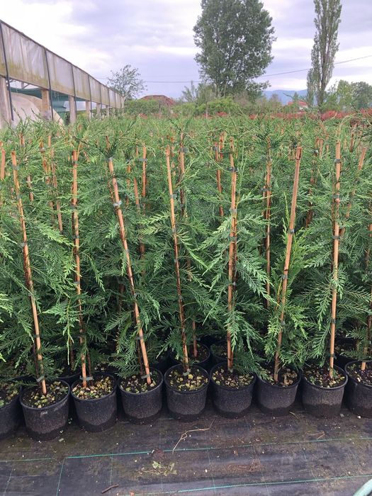 Leylandi 100 cm cresut in ghiveci cu radacina formata