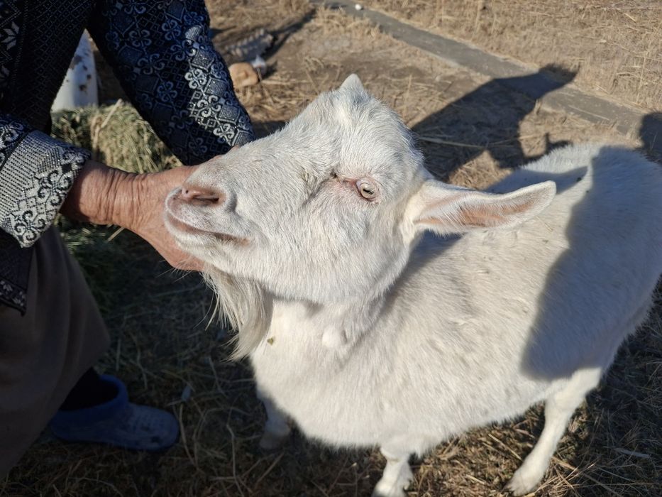 Занен таза орыс ешкі буаз