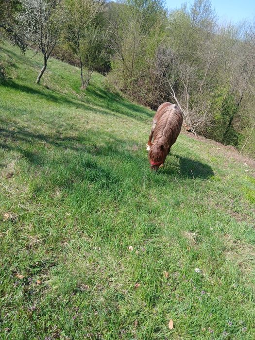 Vând harmăsar lucrat la pădure