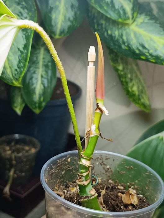 Комнатные растения цветы