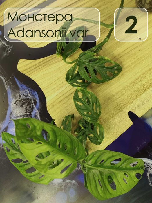 Монстера адансони Monstera adansonii