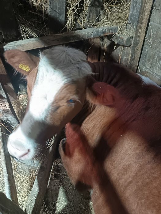 Продаю бычка жирного 4000