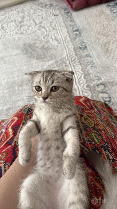 Котята породы Scottish Fold