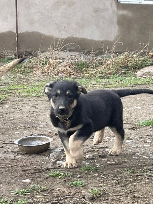 ВЕО овчарка сатылады