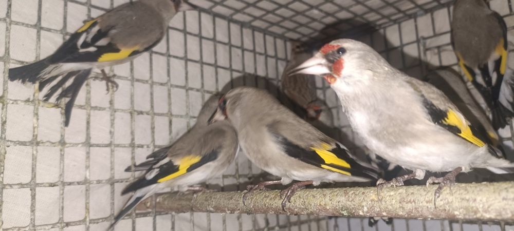 Шеголчалар сотувда