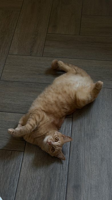 Отдам кота в добрые руки