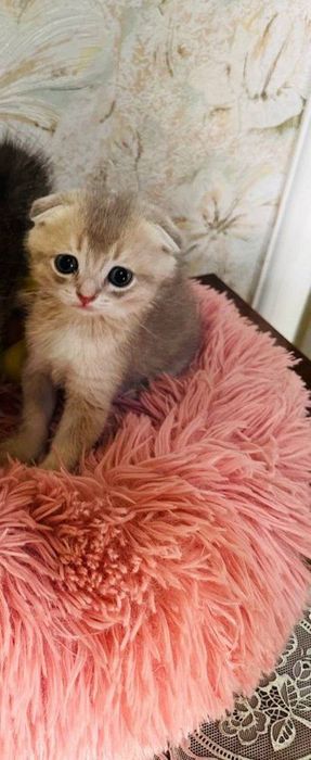 фолд и страйт котя
