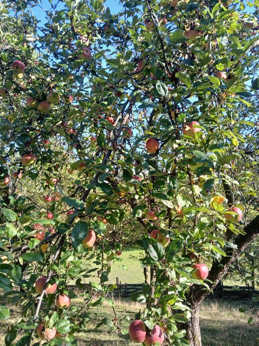 Fructe pomi fructiferi