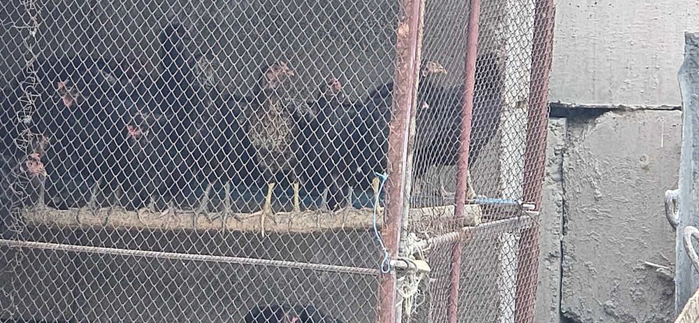 Qora uy tovuq sotiladi.