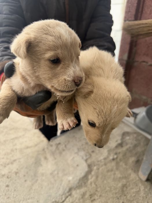 Отдам красивых щенков