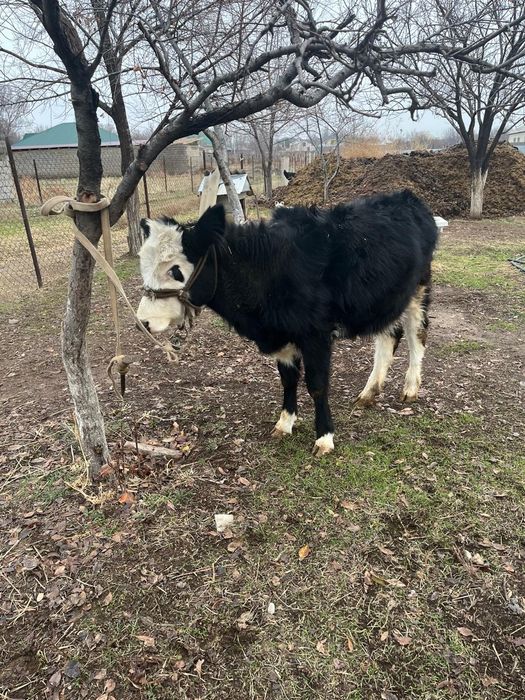 Бұзау сатылады 9 айлық