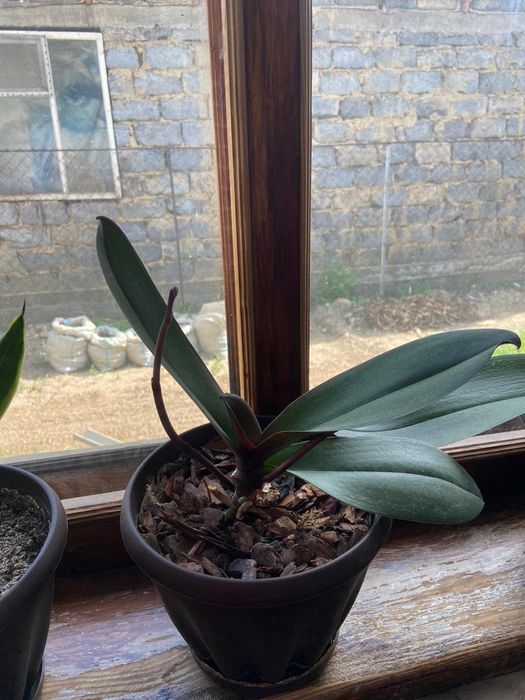 Комнатные растение