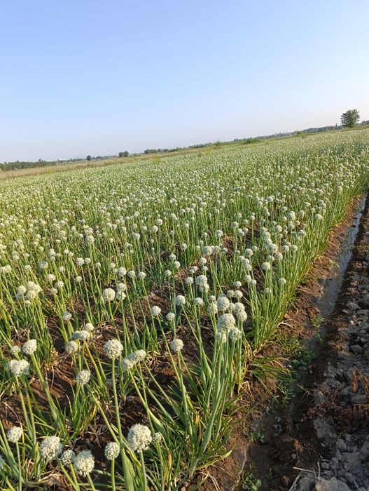 Продам семена лука Пандора 2025 год