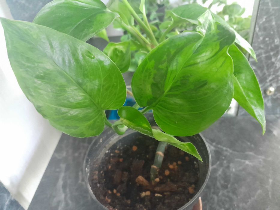 Сциндапсус эпипреmнум Marble green
