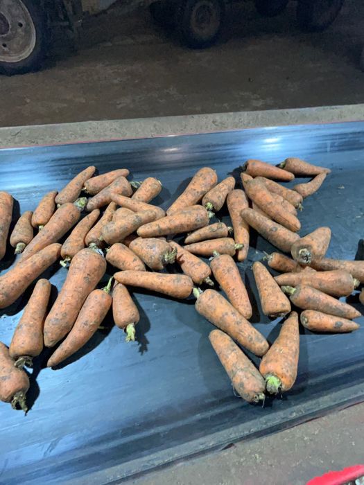 Продам морковь оптом