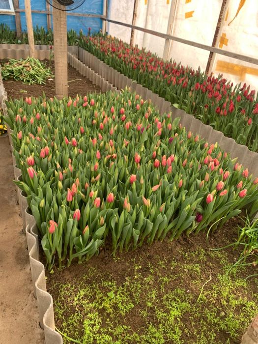 тюльпаны голандские