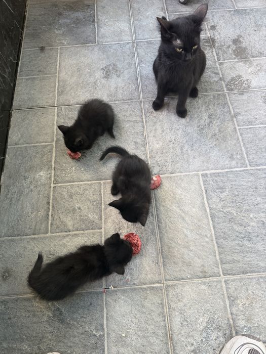 Отдам котят в добрые руки