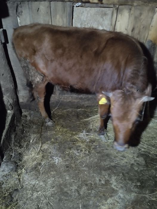 Продам тёлку тёлка