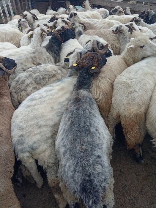 Oii și Berbecuț de vânzare