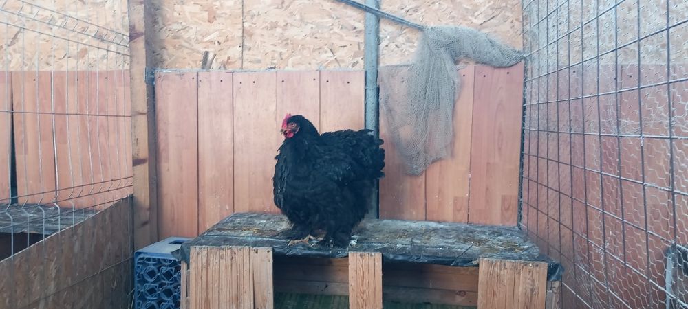 Cochinchina uriaș negru,Cochinchina uriaș galben și  Gersi giant