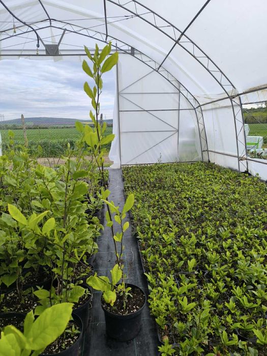 Магнолия различни видове