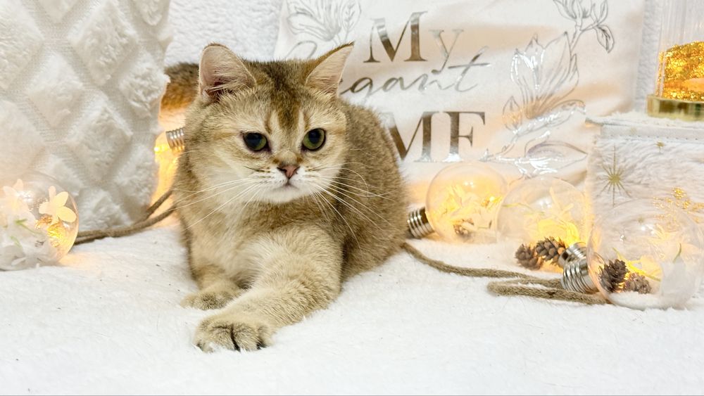 Золотая шиншилла беременная