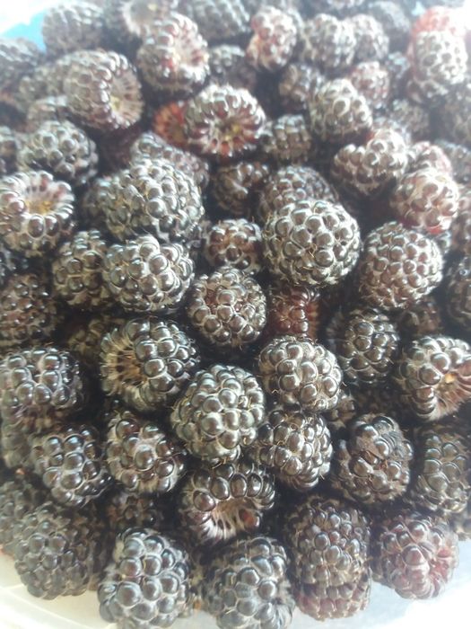 Продам Ежевика кустовая