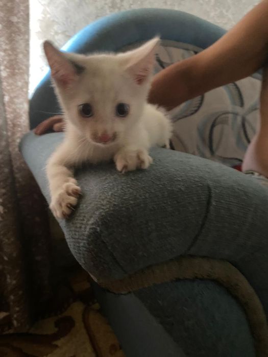 Отдам котят белых