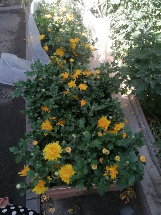 ЦВЕТОЧНАЯ  посадка, деревьев и цветов,  в лучших условиях!