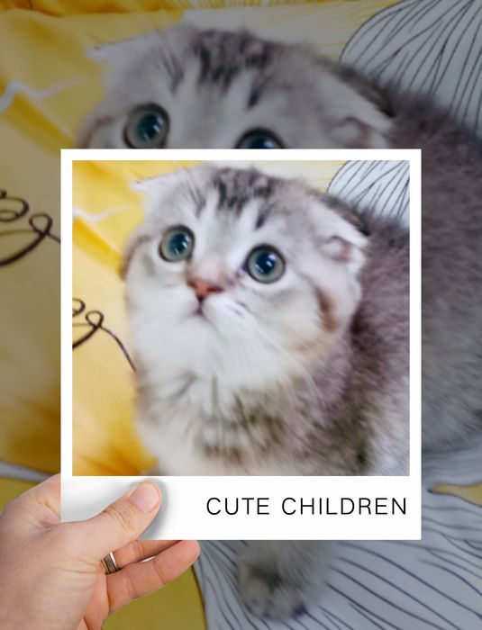 Scottish fold gold girl