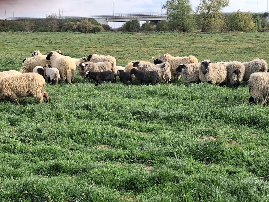 Vand oi romanov si turcane cu tigai