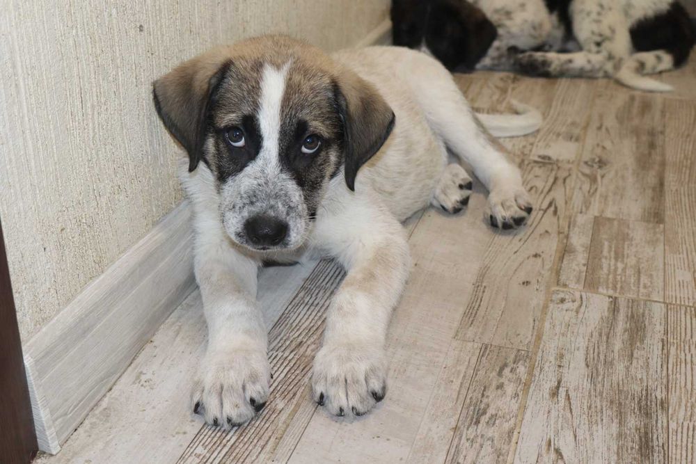 Скъпи mъжки кученце