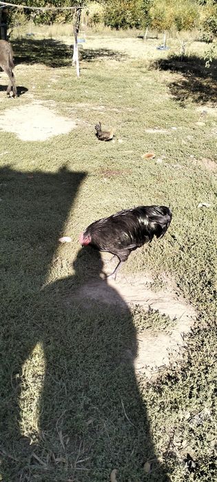 De vânzare cocos