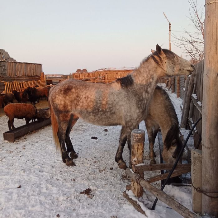 Продам кобыла 7 лет