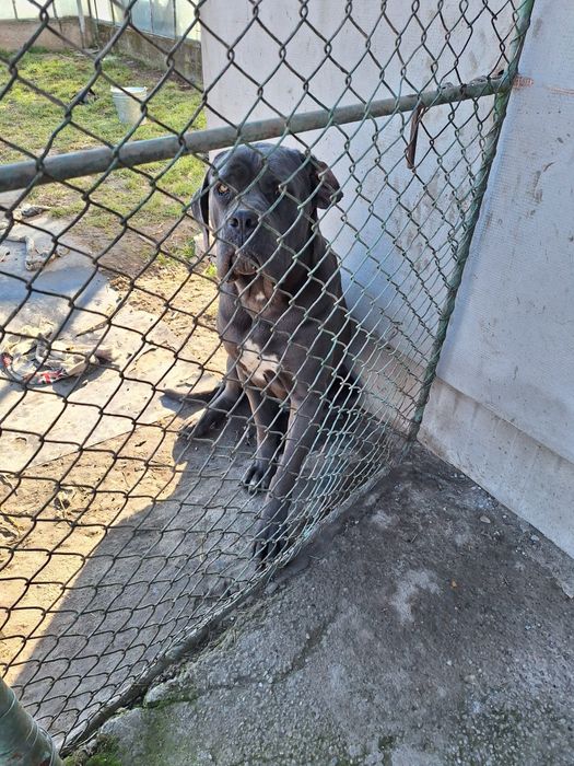 Donez femela cane corso