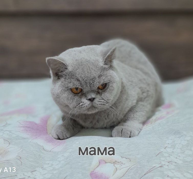 Британский Скотиш страйт 
Здоровый, активный 
Аппетит