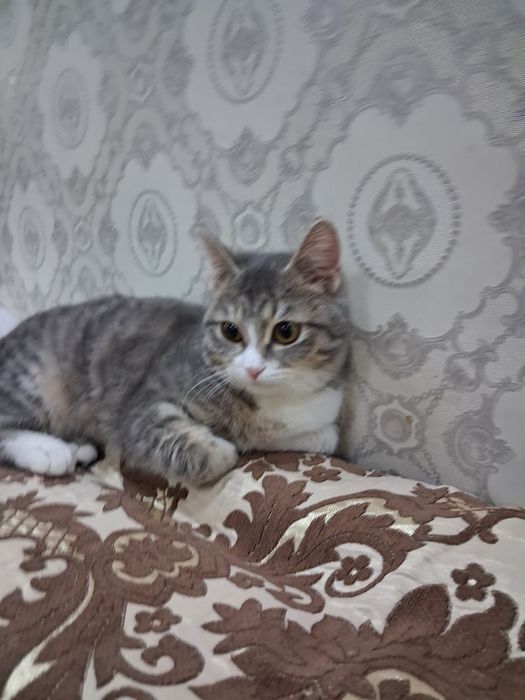 Продаем кошку в хорошие руки