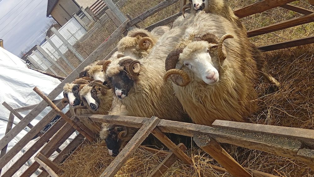 Vând oi țurcane cu miei,Bistrița.