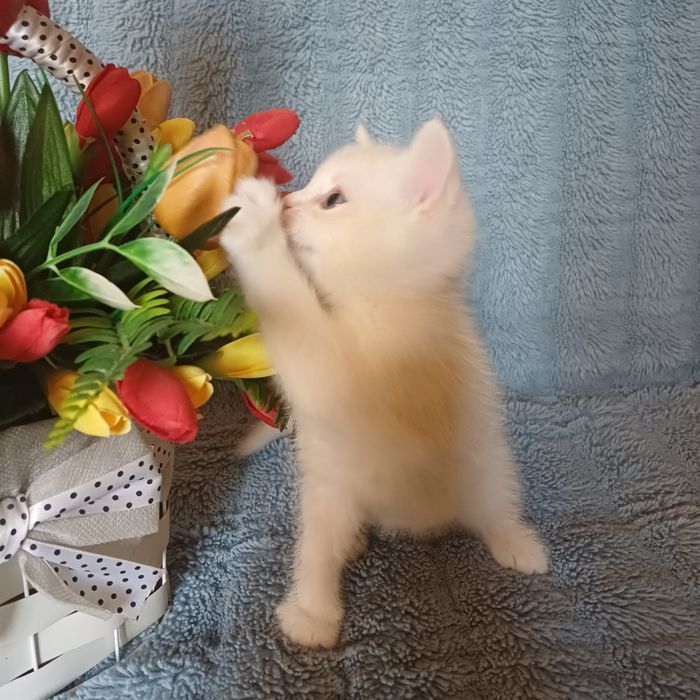 Шотландский скоттиш страйт мальчик