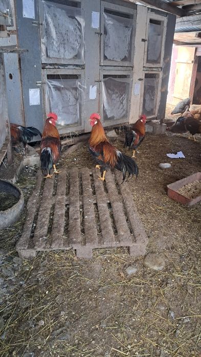 Vand cocosi si gaini de italiana!