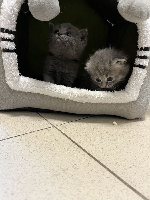 Породистые катята