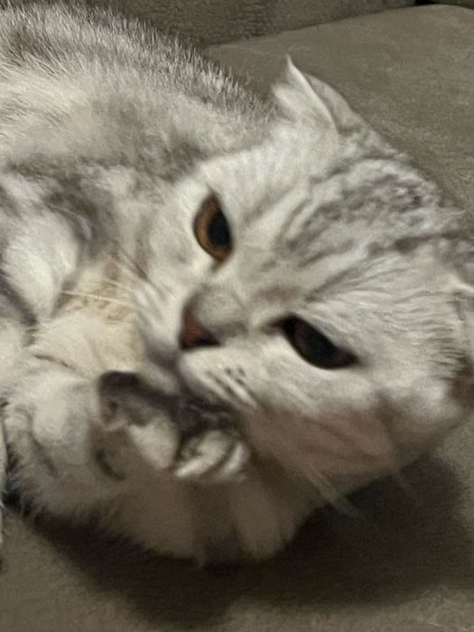 шотлантский висоухо кошка
